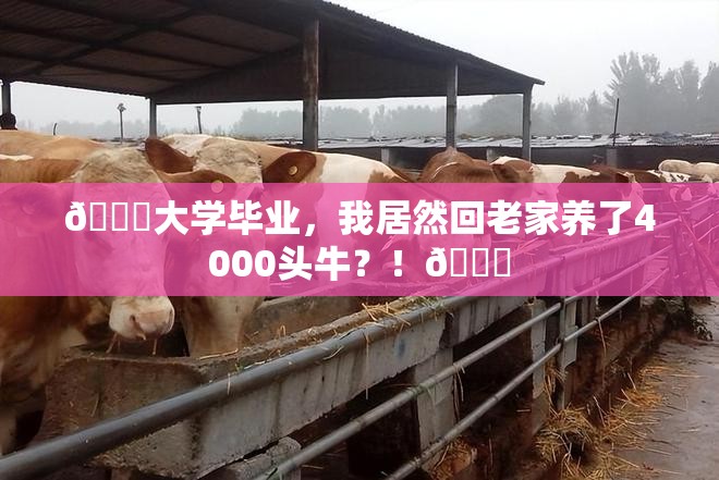 🎓大学毕业，我居然回老家养了4000头牛？！🐂